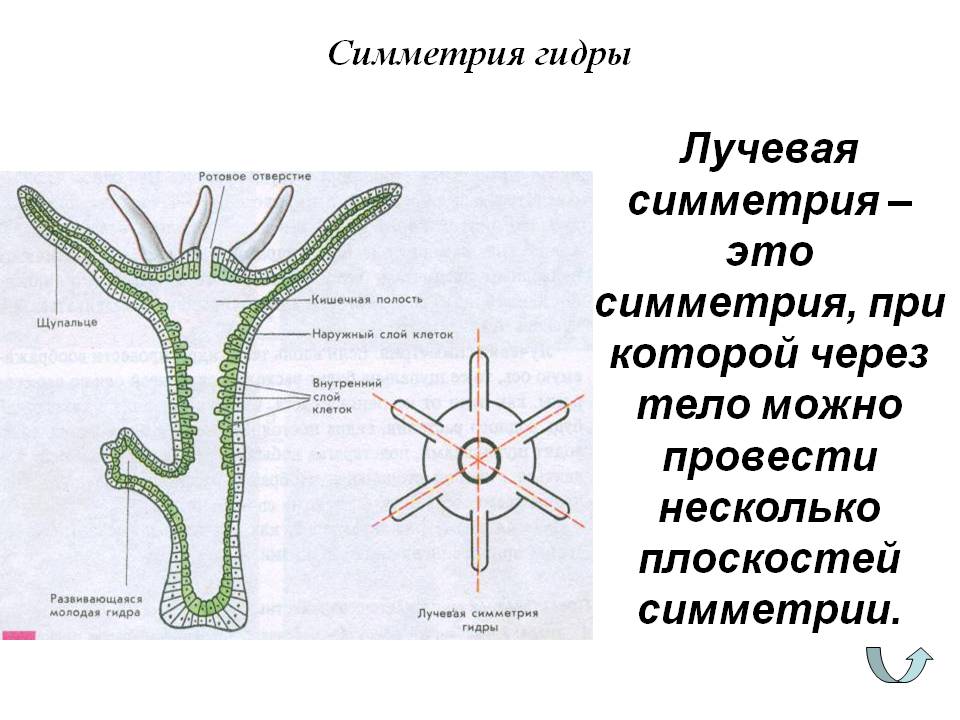 Кракен зеркало тор