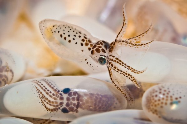 Kraken darknet sliv php